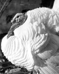 A black and white photo of a Beltsville Small White turkey.