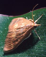 European corn borer moth on a leaf.