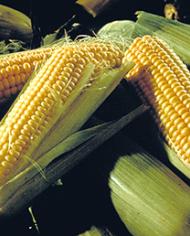 Ears of yellow corn