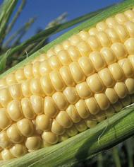 An ear of yellow corn
