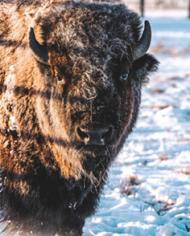 A bison standing in snow.