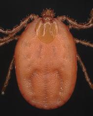 A brown, Asian longhorn tick.
