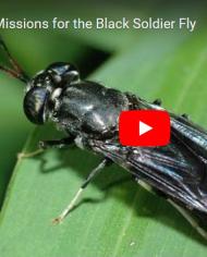 A black soldier fly on a leaf