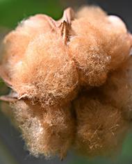 Two bolls of brown cotton. 