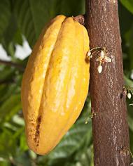 Maturing cacao pod. 