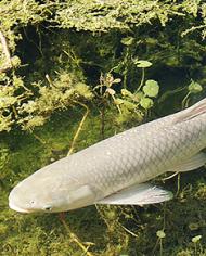 A grass carp 
