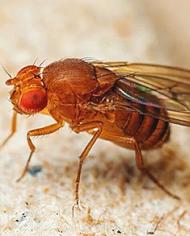 A fruit fly.