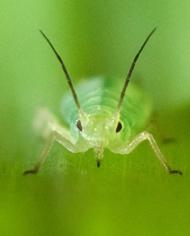 A greenbug aphid