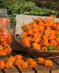 TigerPaw habanero peppers in glass jars and a basket. 