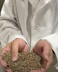A person is pictured holding two handfuls of hemp seeds. Laboratory equipment is visible in the background.