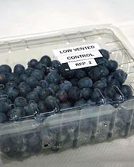 A clear plastic container holds several dozen blueberries. Text on a label on top of the container reads, "low vented control rep. 2". 