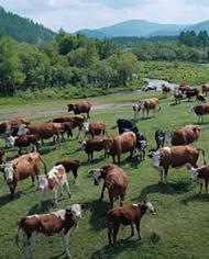 Cattle grazing near mountains