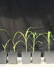 Seven small plastic tubs hold young corn plants of different heights; two are notably shorter than the rest.