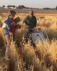 Two people stand in a field of mature oats with a piece of machinery.