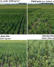 Four images of fields depict different crop mixes and combinations of oats, peas and flax