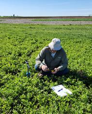 A man in a white hat squats down and examines a piece of equipment in a field of alfalfa.