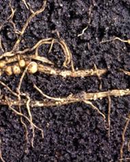 Female soybean cyst nematodes feed in plant roots and form bulbous, egg-filled nodules from which young will hatch the following spring. (Photo by Keith Weller)