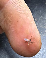 Adult soybean gall midge on a fingertip.