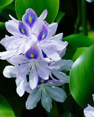 As a highly invasive plant, water hyacinth can be deceptively beautiful. (Getty Images). 
