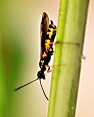 Adult wheat stem sawfly on a stem of wheat 