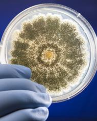 A gloved hand hovers over a round petri dish containing brownish-grey dots distributed in a circular pattern around the center of the dish.