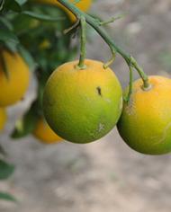 Citrus fruit showing signs of citrus greening. 