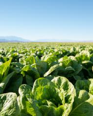 Tightly-clustered heads of lettuce grow in a field under a clear blue sky.