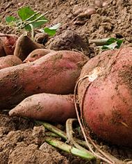 Several sweetpototoes lie on dry soil.