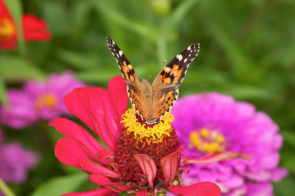 Planting for Pollinators | Tellus