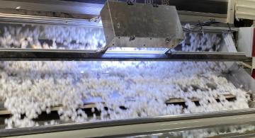 Balls of cotton move across a mechanical sorting machine