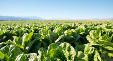 Tightly-clustered heads of lettuce grow in a field under a clear blue sky.