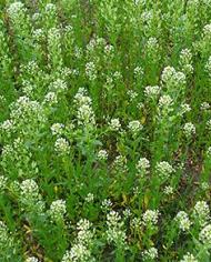 A field of pennycress.